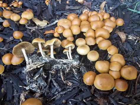 Psilocybe allenii: Potency, Trip Effects, Dosage